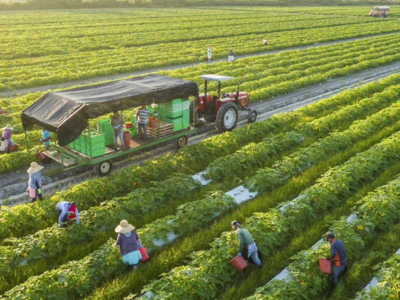 Bảo hiểm nông nghiệp